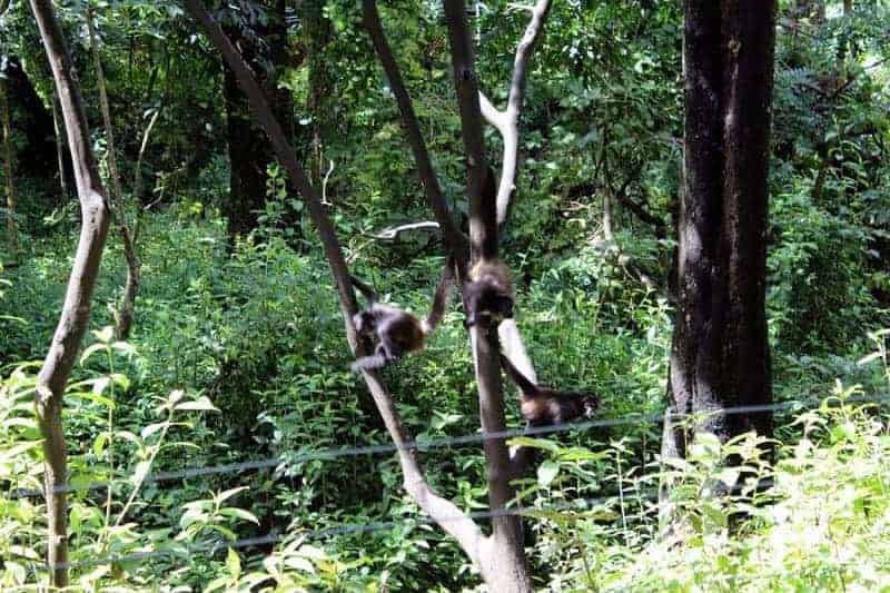 Zoológico Miguel Álvarez del Toro