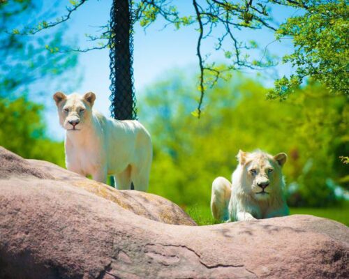 15 mejores zoológicos del mundo 2