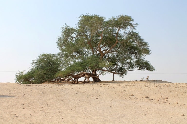 Tree Of Life Best Places To See In Bahrain