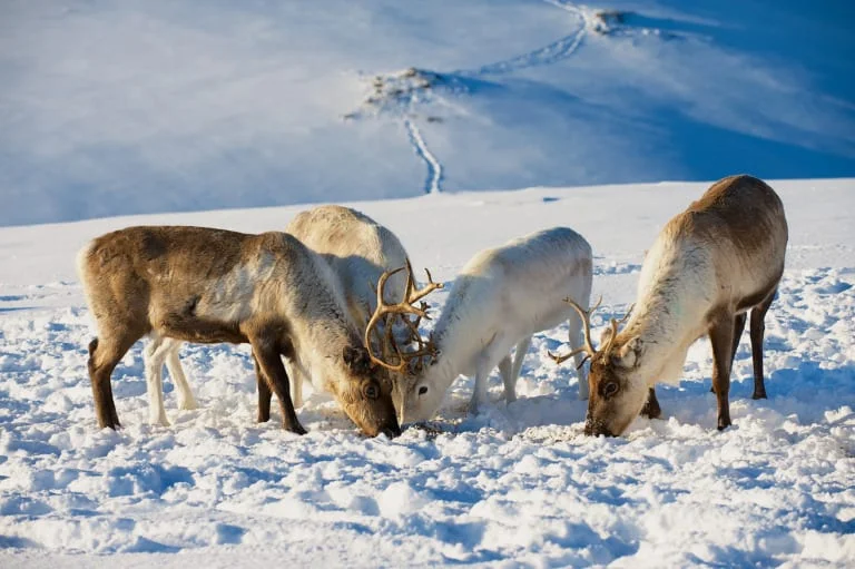20 lugares que ver en Tromso 15 20 lugares que ver en Tromso 15