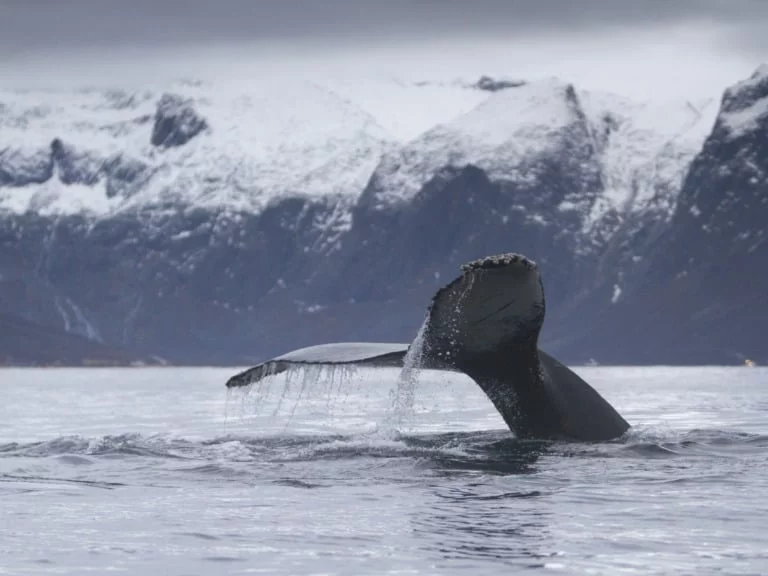 20 lugares que ver en Tromso 4 20 lugares que ver en Tromso 4