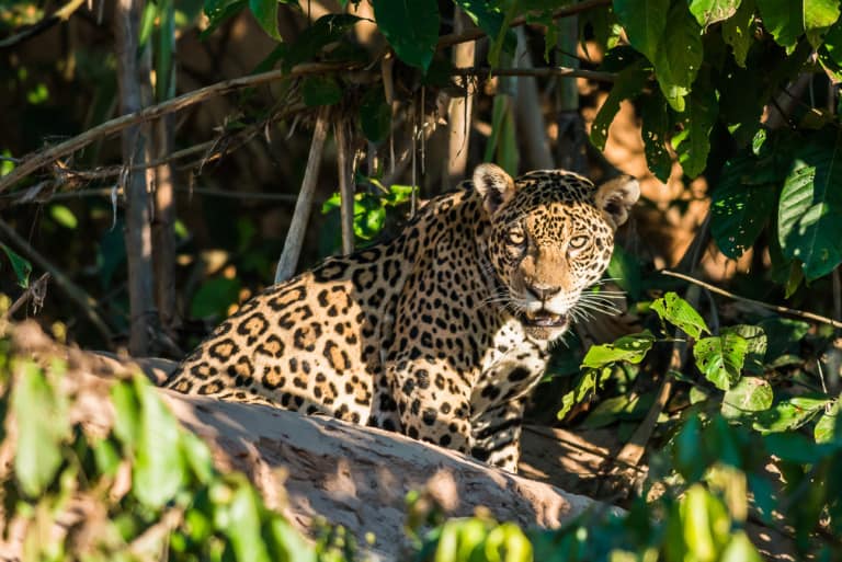 30 animales del Amazonas muy exóticos | ViajeroCasual©