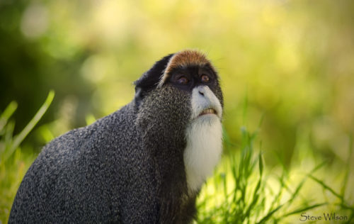 50 Animales M s Raros Del Mundo ViajeroCasual 50 Animales M s Raros Del Mundo ViajeroCasual
