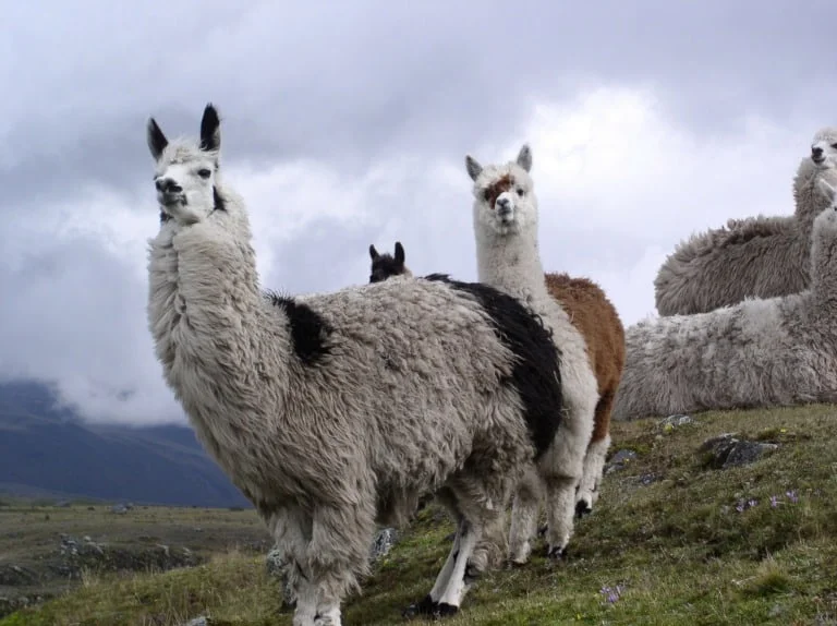 20 lugares turísticos de Ecuador 14 20 lugares turísticos de Ecuador 14